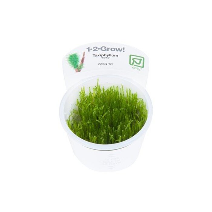 Tropica Spiky moss - In vitro cup