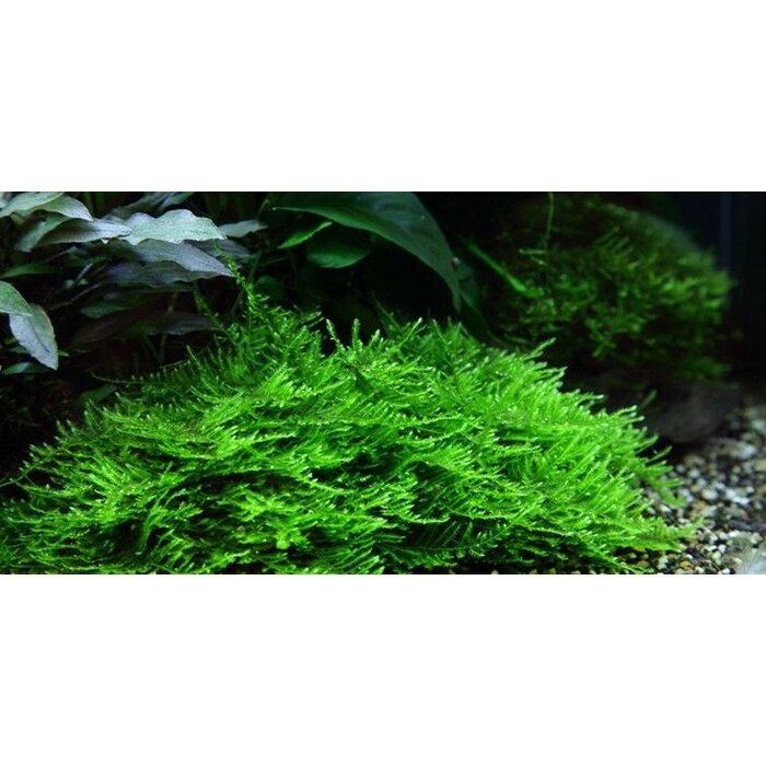 Tropica Spiky moss - In vitro cup
