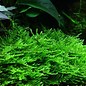 Tropica Spiky moss - In vitro cup