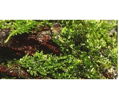 Onlineaquarium spullen Riccardia Chamedryfolia 25cc cup