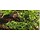 Riccardia Chamedryfolia 25cc cup