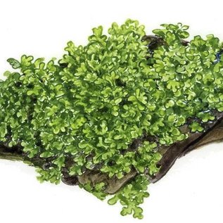 Onlineaquarium spullen Riccardia Chamedryfolia 25cc cup