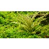 Tropica Pogostemon helferi - In vitro cup