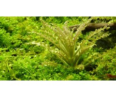Tropica Pogostemon helferi - In vitro cup