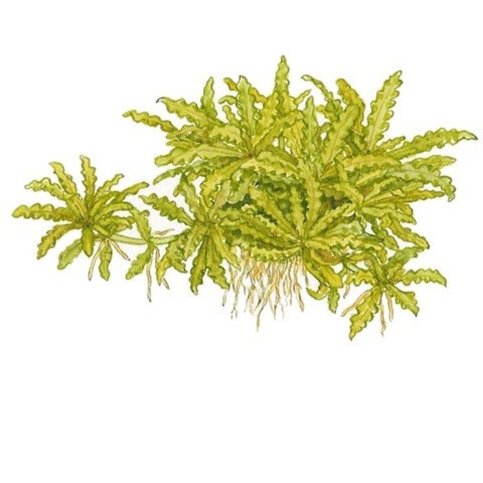 Tropica Pogostemon helferi - In vitro cup