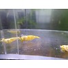 Onlineaquarium spullen Snow white Garnelen