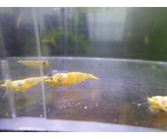Onlineaquarium spullen Snow white Garnelen