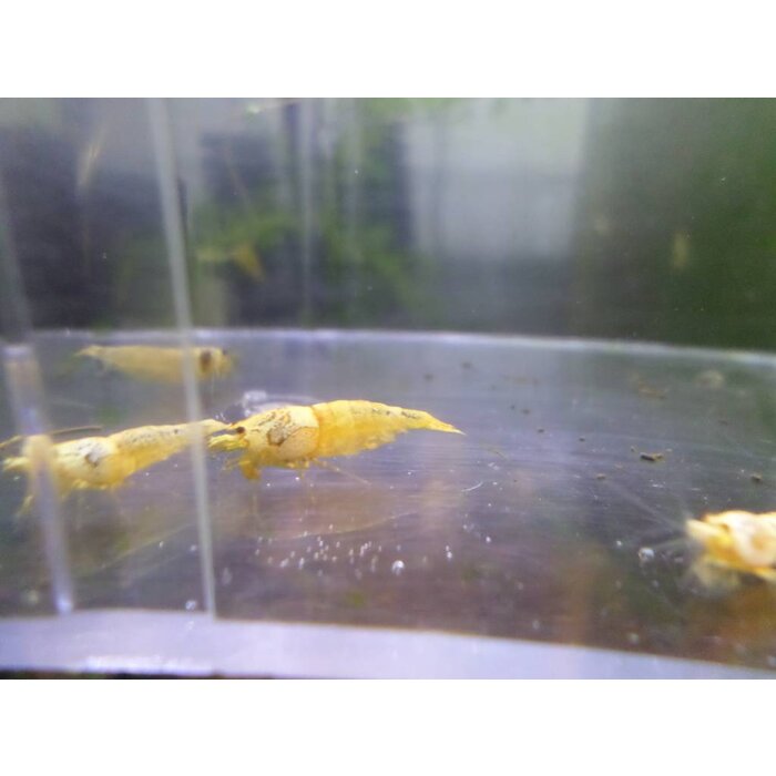 Onlineaquarium spullen Snow white shrimp