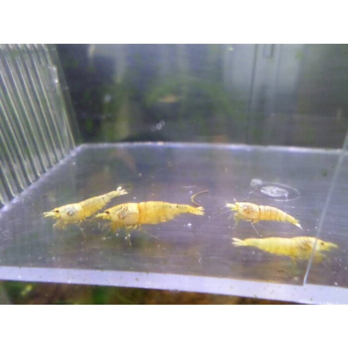 Onlineaquarium spullen Snow white shrimp