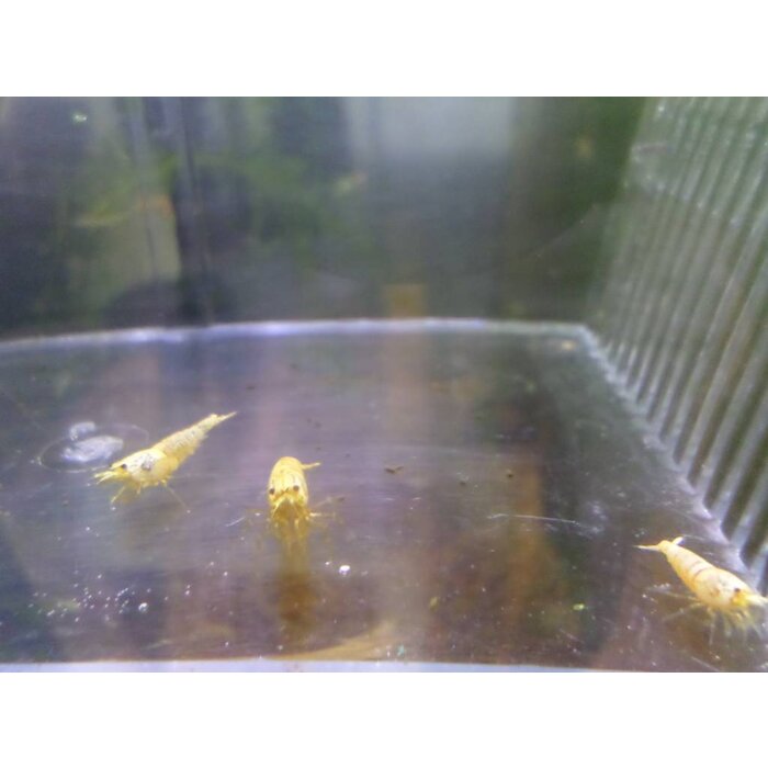 Onlineaquarium spullen Snow white shrimp