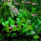 Tropica Cryptocoryne wendtii 'Green' - In vitro cup