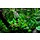 Cryptocoryne wendtii 'Green' - In vitro cup