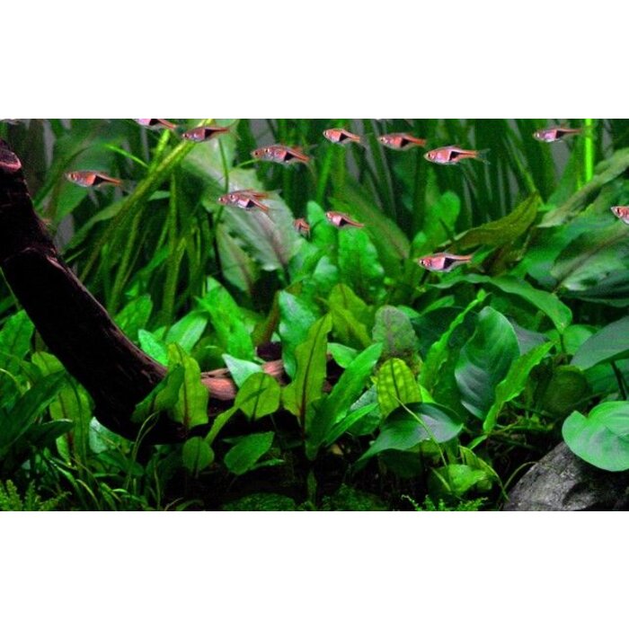 Tropica Cryptocoryne wendtii 'Green' - In vitro cup