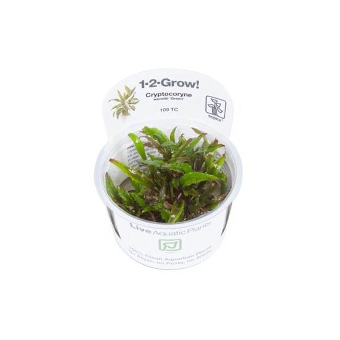Tropica Cryptocoryne wendtii 'Green' - In vitro cup