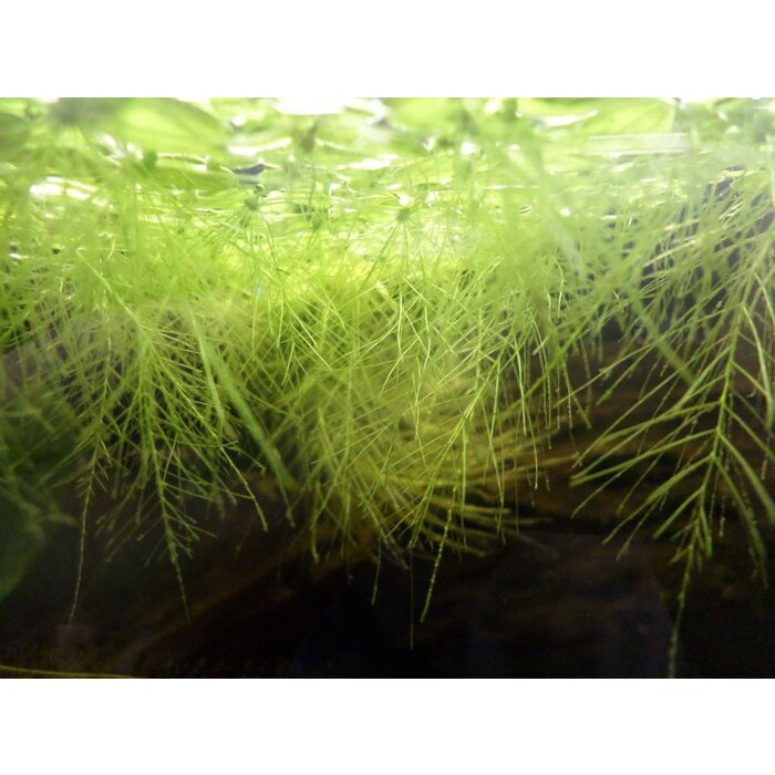 Onlineaquarium spullen Schwimmpflanze Limnobium laevigatum