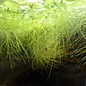 Onlineaquarium spullen Drijfplant Limnobium laevigatum - Kikkerbeet