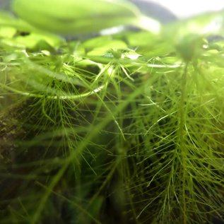 Onlineaquarium spullen Schwimmpflanze Limnobium laevigatum
