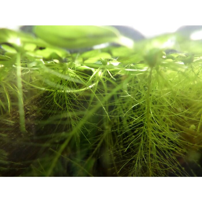 Onlineaquarium spullen Drijfplant Limnobium laevigatum - Kikkerbeet