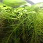 Onlineaquarium spullen Drijfplant Limnobium laevigatum - Kikkerbeet