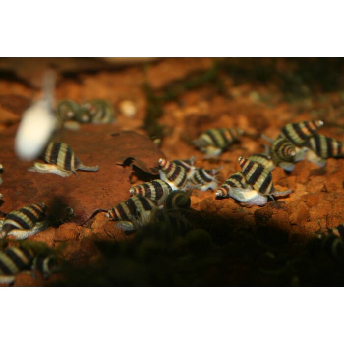 Onlineaquarium spullen Anatome helena slak