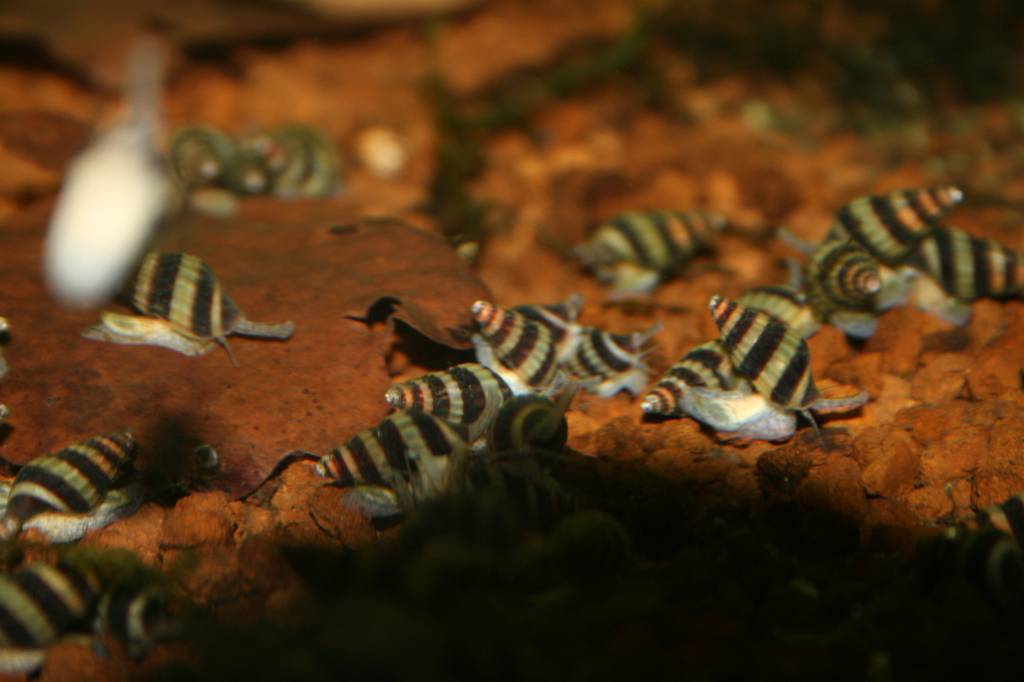 Onlineaquarium spullen Anatome helena