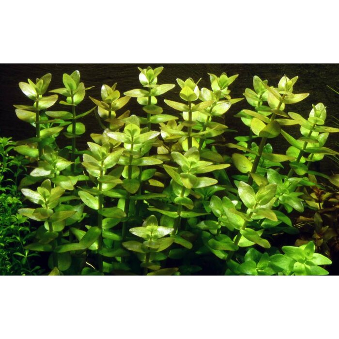 Tropica Bacopa caroliniana  - Cocos pot