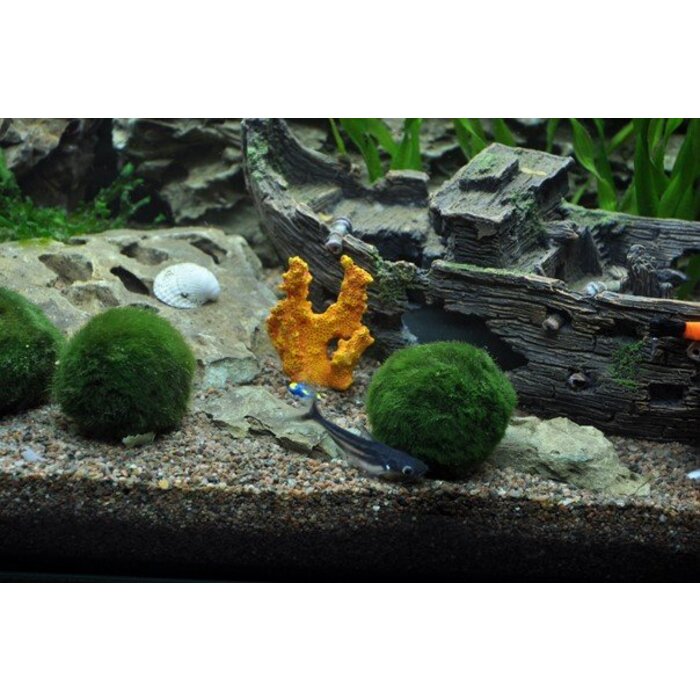 Tropica 3 Cladophora aegagropila in blister