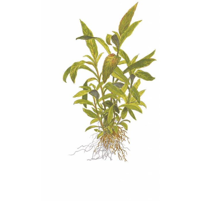 Tropica Hygrophila 'Siamensis 53B' - Cocos pot