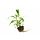 Hygrophila 'Siamensis 53B' - Cocos pot