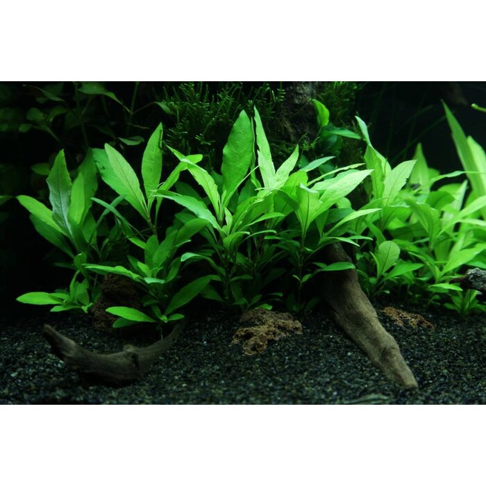 Tropica Hygrophila 'Siamensis 53B' - Cocos pot
