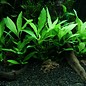 Tropica Hygrophila 'Siamensis 53B' - Cocos pot