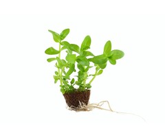 Tropica Bacopa caroliniana  - Cocos pot