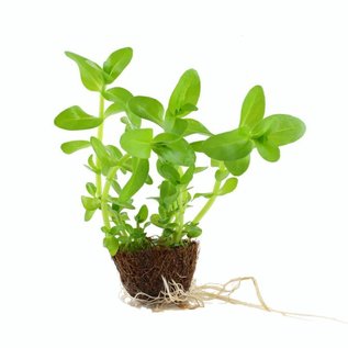 Tropica Bacopa caroliniana  - Cocos pot