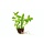 Bacopa caroliniana  - Cocos pot