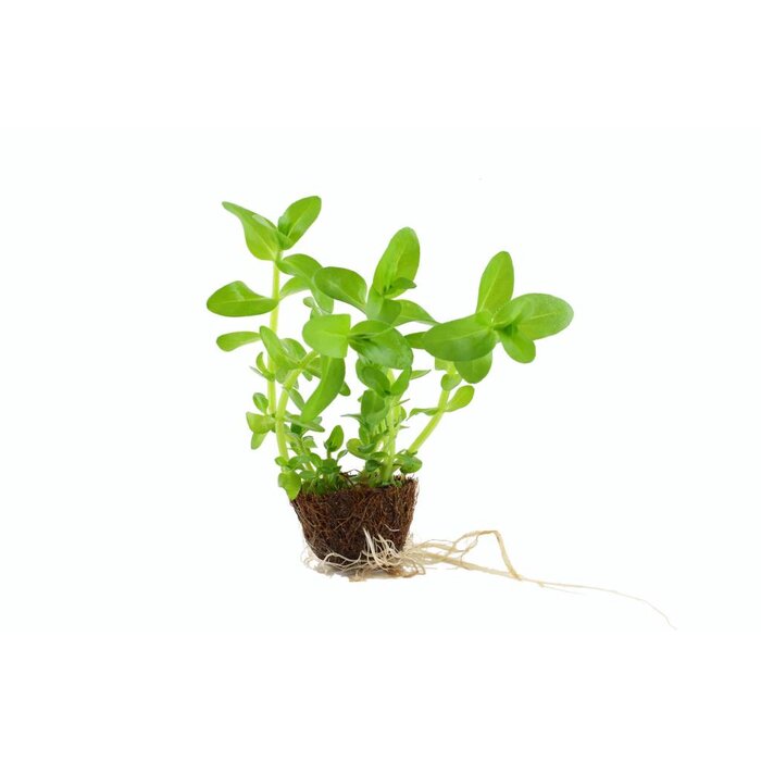 Tropica Bacopa caroliniana  - Cocos pot