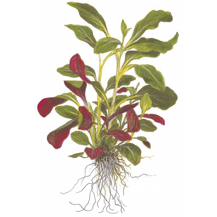 Tropica Lobelia cardinalis - Cocos pot