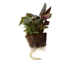 Tropica Lobelia cardinalis - Cocos pot