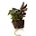 Lobelia cardinalis - Cocos pot
