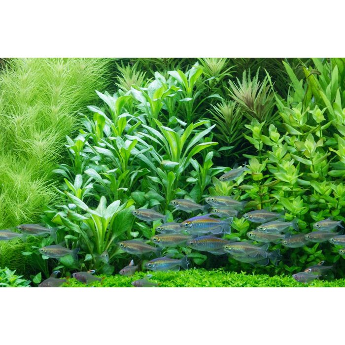 Tropica Lobelia cardinalis - Cocos pot