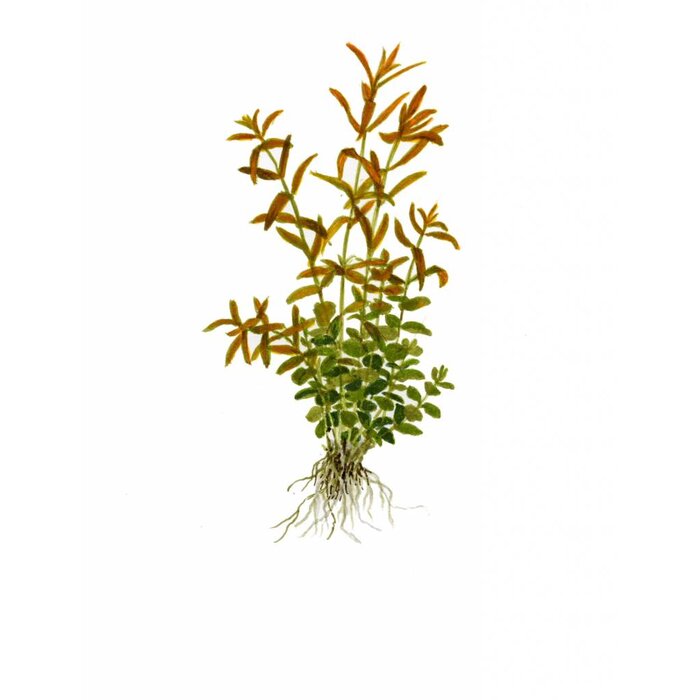 Tropica Rotala rotundifolia - Cocos pot