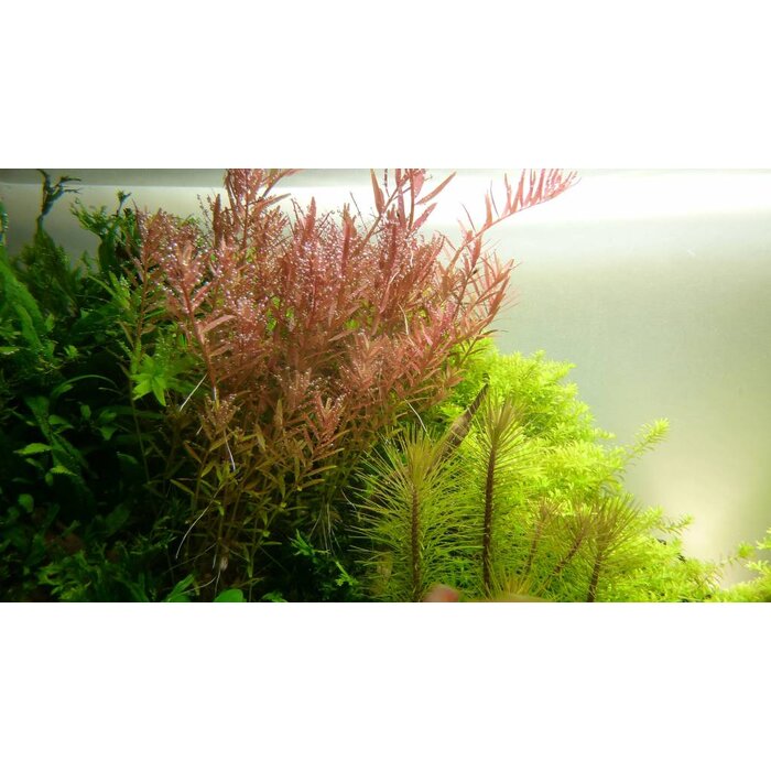 Tropica Rotala rotundifolia - Cocos pot