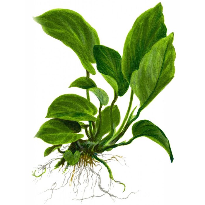 Tropica Anubias barteri caladiifolia - In pot