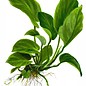 Tropica Anubias barteri caladiifolia - In pot