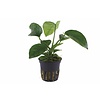 Tropica Anubias barteri caladiifolia - In pot
