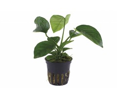 Tropica Anubias barteri caladiifolia - In pot