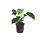 Anubias barteri caladiifolia - In pot
