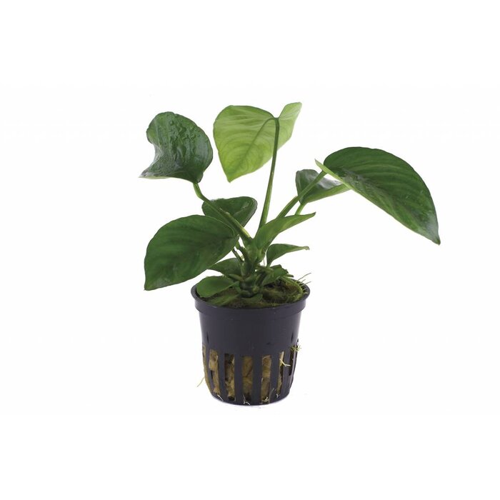 Tropica Anubias barteri caladiifolia - In pot