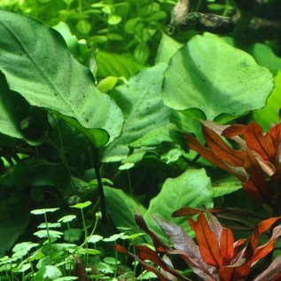 Tropica Anubias barteri caladiifolia - In pot