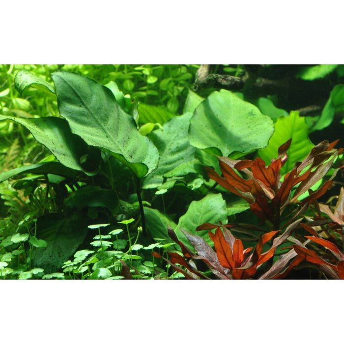 Tropica Anubias barteri caladiifolia - In pot