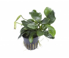 Tropica Anubias barteri var. nana - In pot